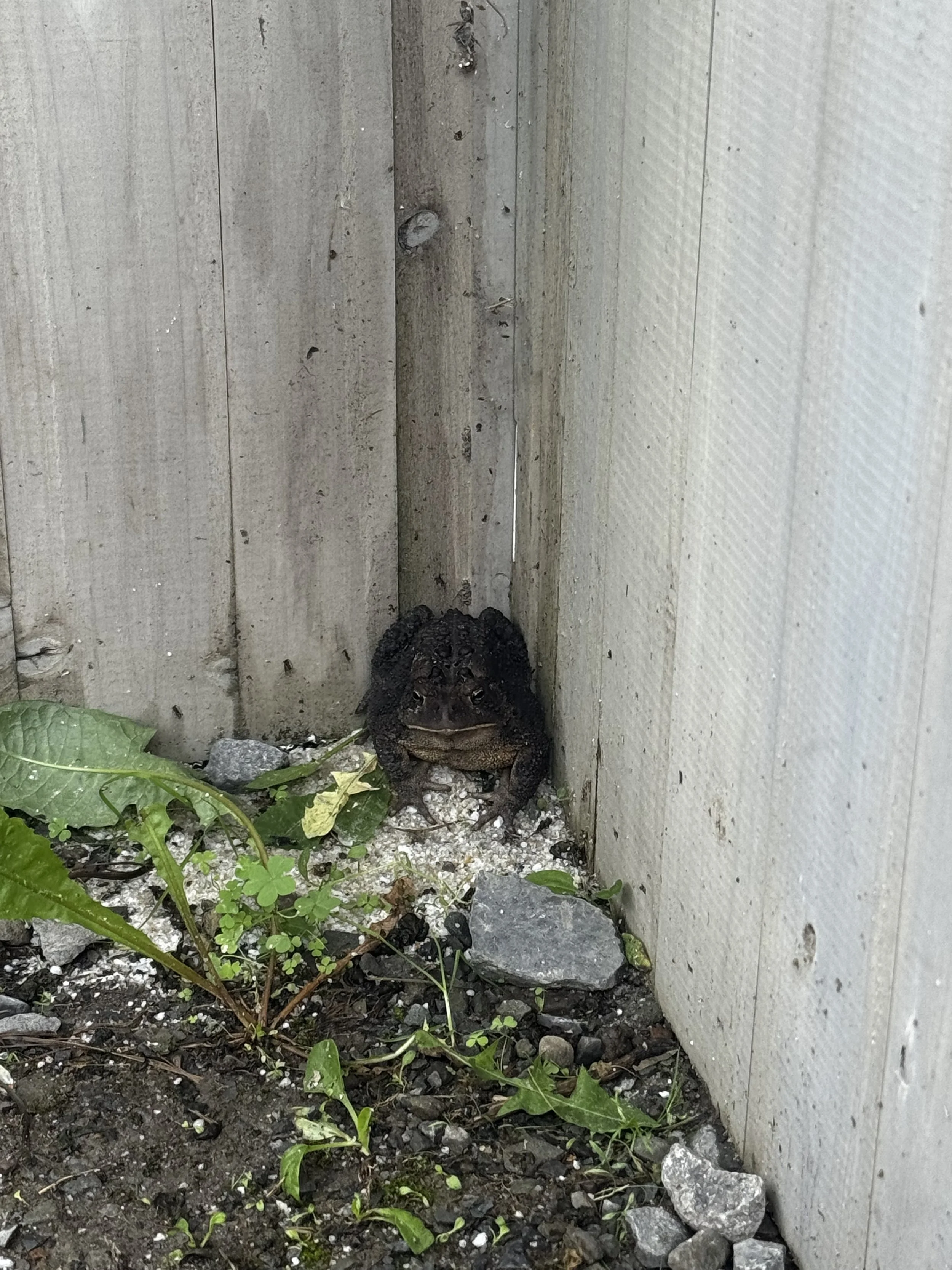 A frog positioned in the corner between a weathered wooden fence and a white wall, surrounded by small rocks and green plants.