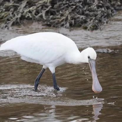 A white bird wading in shallow water, pecking at the water with its long beak.