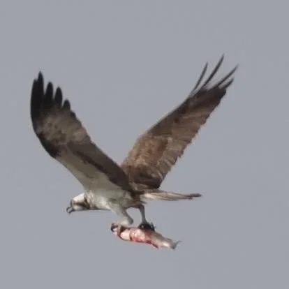 Osprey flying with a fish in its talons.
