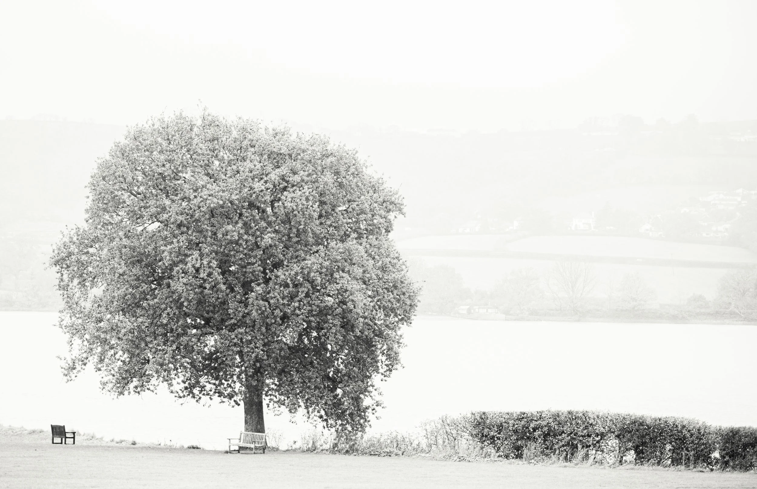A black and white photo of a large tree with dense foliage, two park benches underneath it, and a background of open fields and hills.