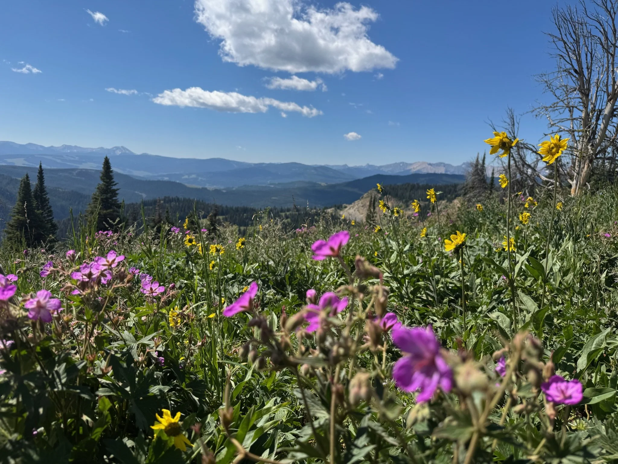 Summer Escape to Montana: An iGnite Adventure Recap