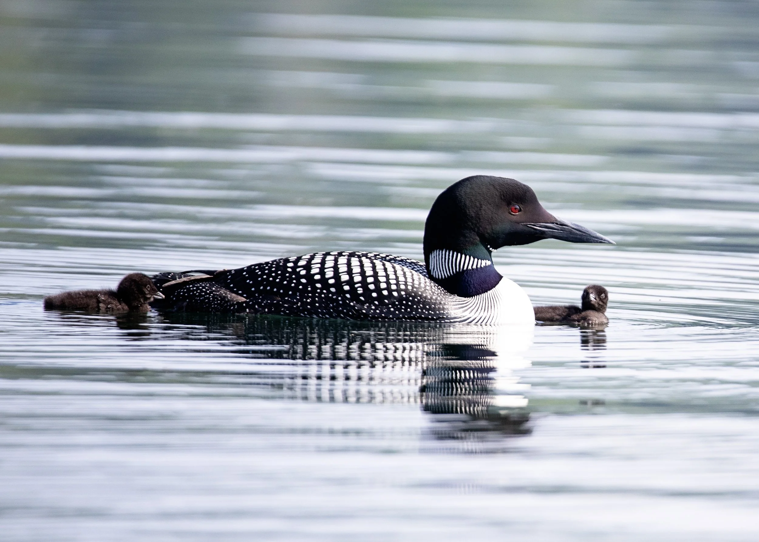 A common loon swimming in calm water with two chicks, one on each side of the adult bird.