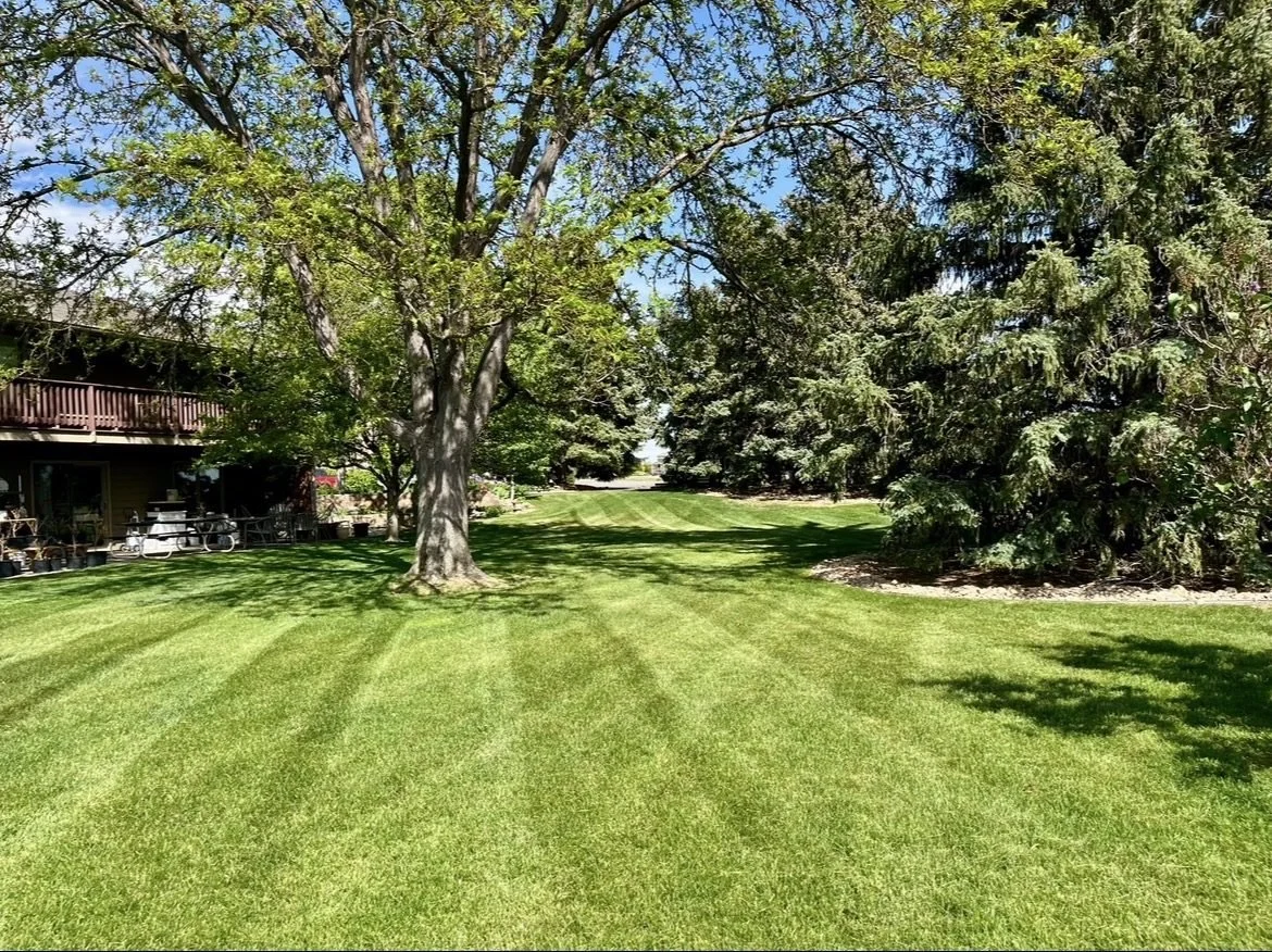 Lawn mowing and maintenance project by Whipper Snapper Lawn Care in Berthoud CO