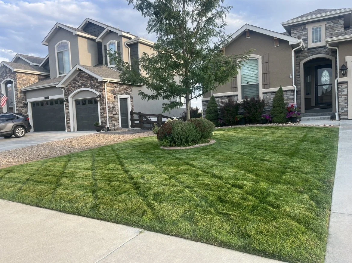 Lawn mowing and maintenance project by Whipper Snapper Lawn Care in Johnstown CO