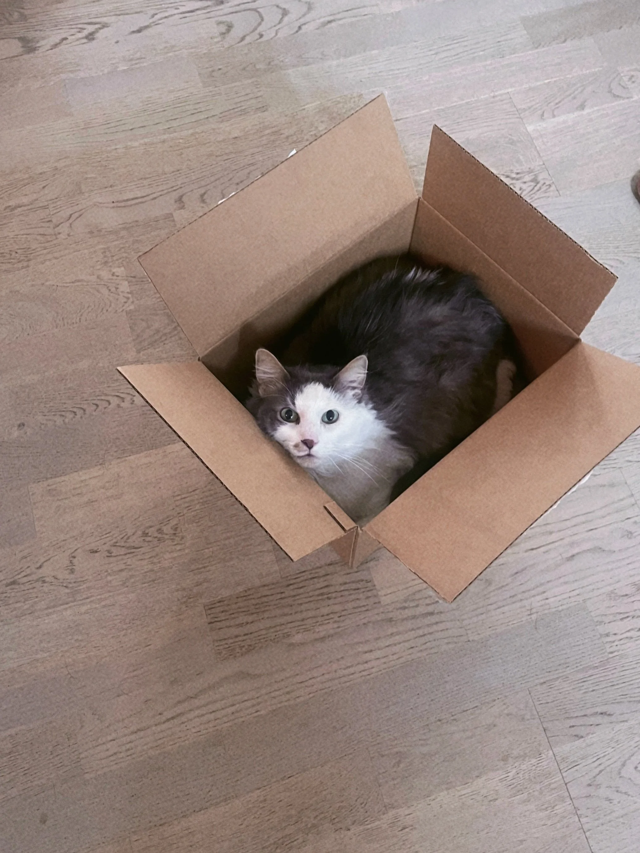 Bubu