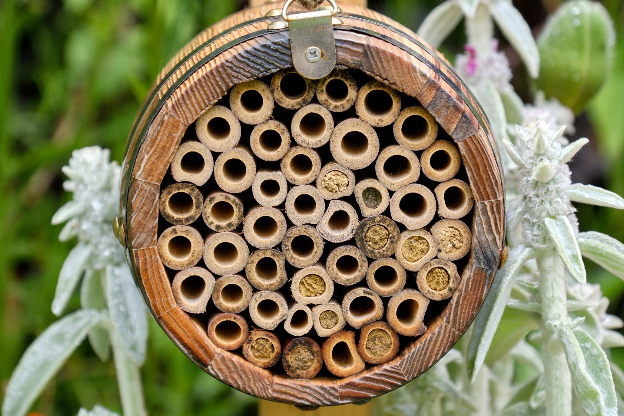 Bee Barrel_2019_11.jpg