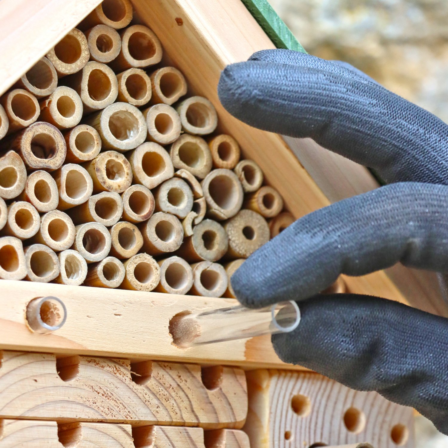 NR_CITSBEE_WEBBED IMAGE 4-100.jpg