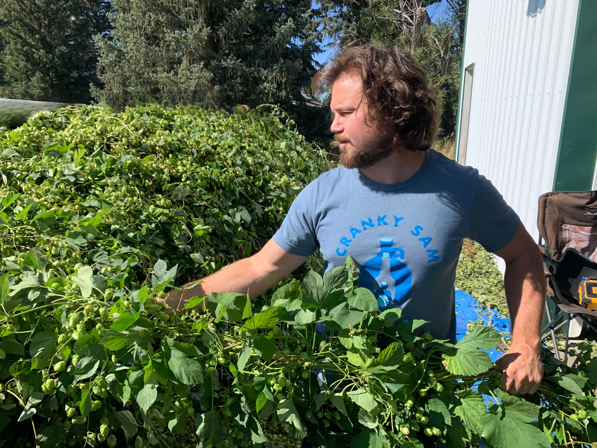 A man with curly hair and a beard wearing a blue "Cranky Swamp" t-shirt harvesting green berries from a lush blackberry bush outdoors on a sunny day.