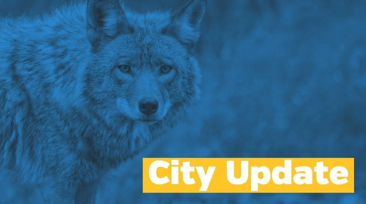 City of Burlington Responding to More Coyote Attacks