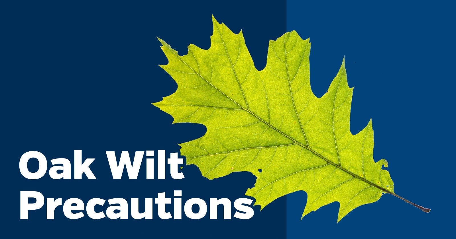 City Sharing Tips with Residents on Protecting Oak Trees in Burlington from Oak Wilt