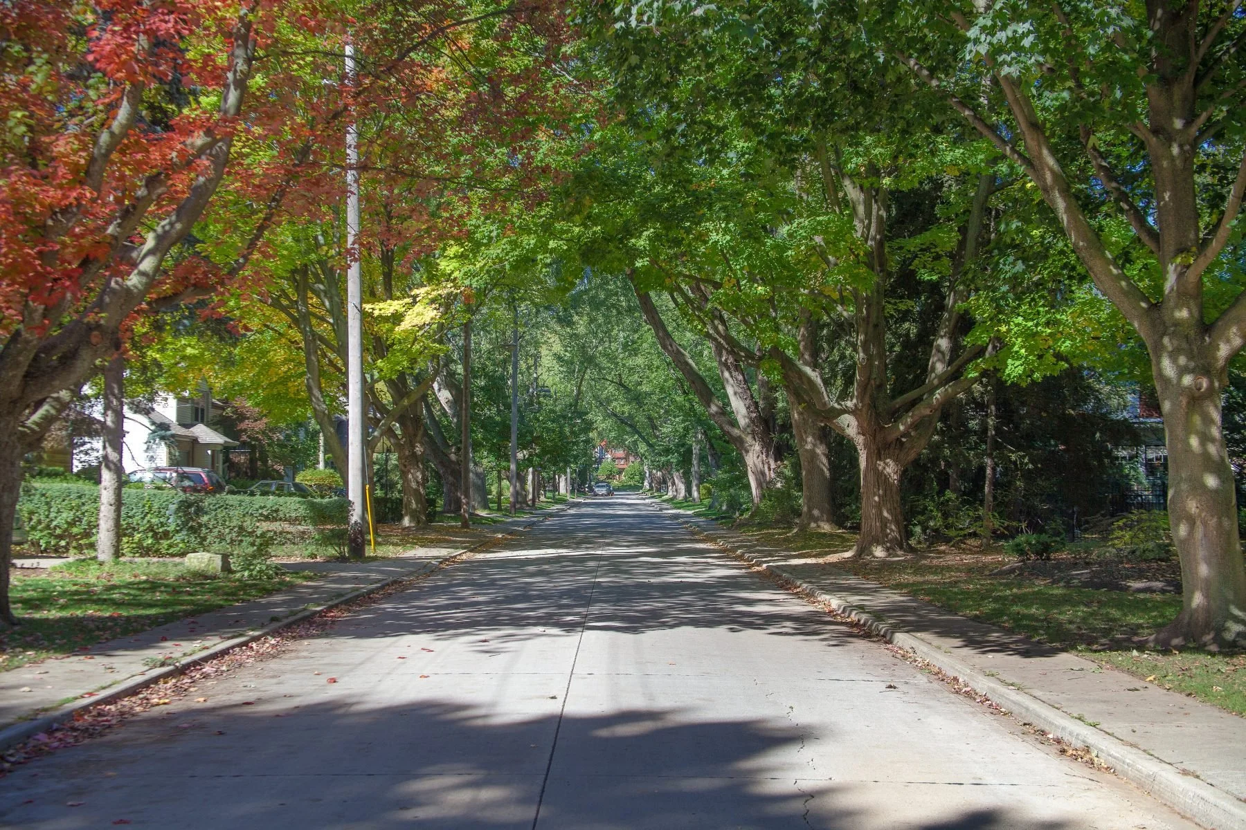 Roseland Private Tree Bylaw Pilot program launches March 1