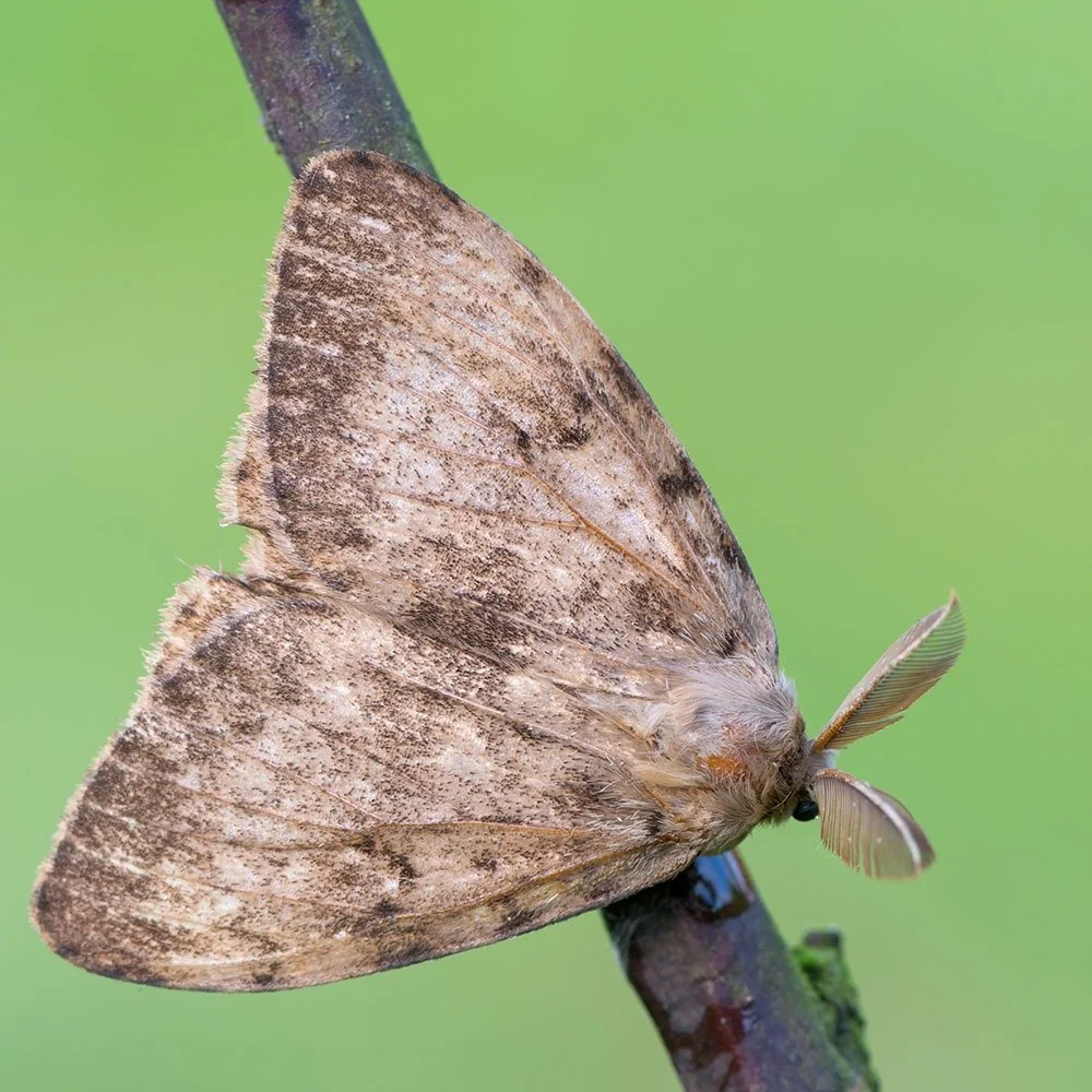 Four Wooded Areas in Burlington to be Sprayed to Help Control Gypsy Moth Population