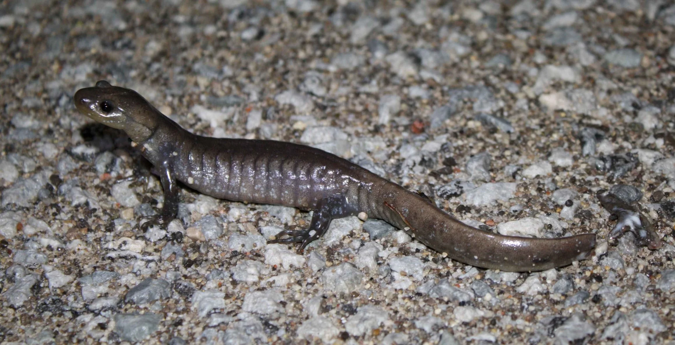 It’s Salamander Mating Season: Migration Across Burlington's King Road