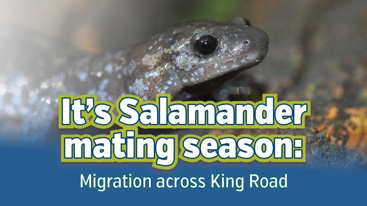 It’s Salamander Mating Season: Migration Across Burlington's King Road