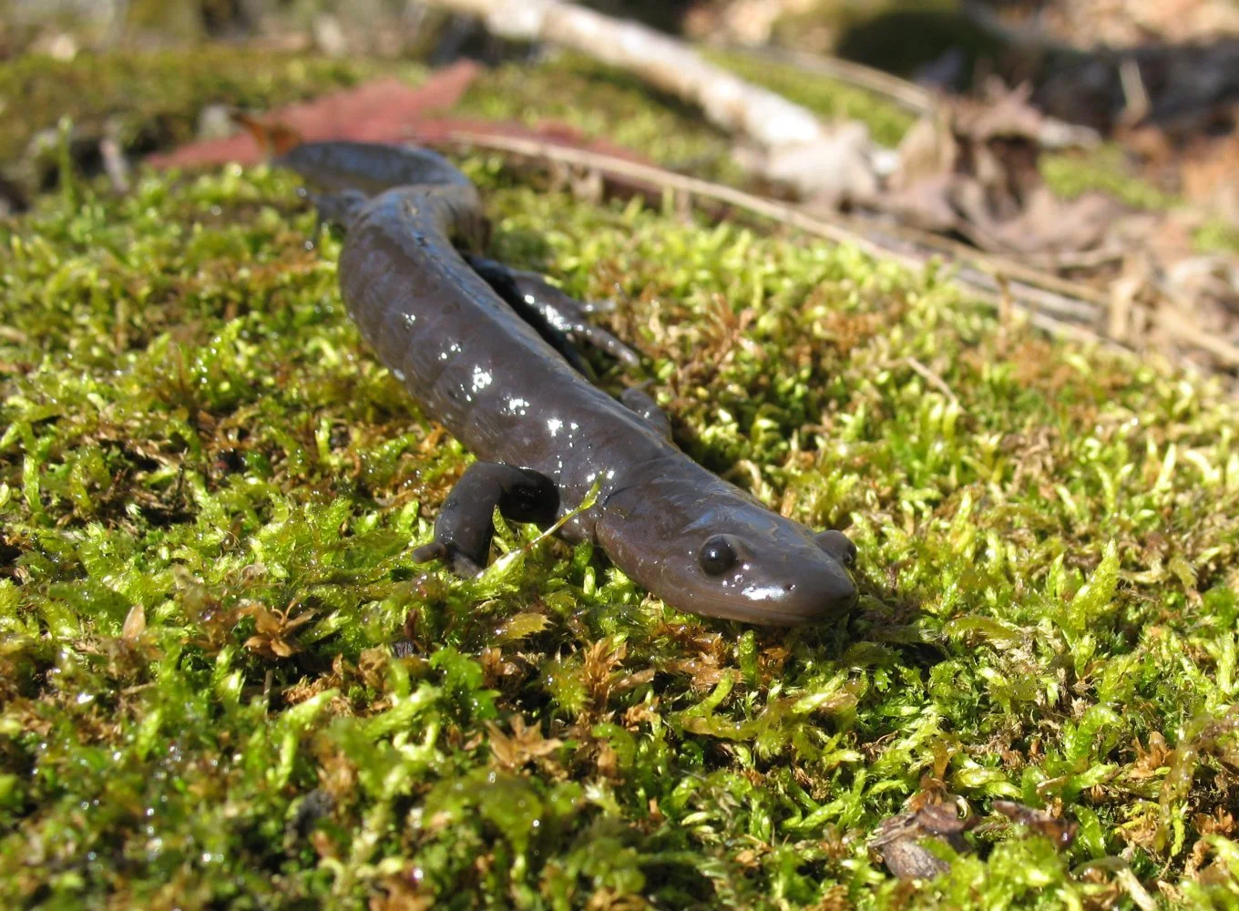 King Road closure in Burlington for annual Jefferson salamander migration starts March 18