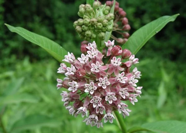 Milkweed to be allowed in gardens to protect monarch habitat