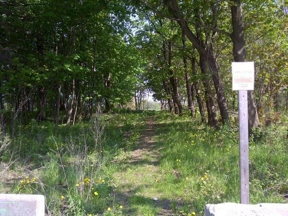 60 trees cut in City View Park for maintenance shed