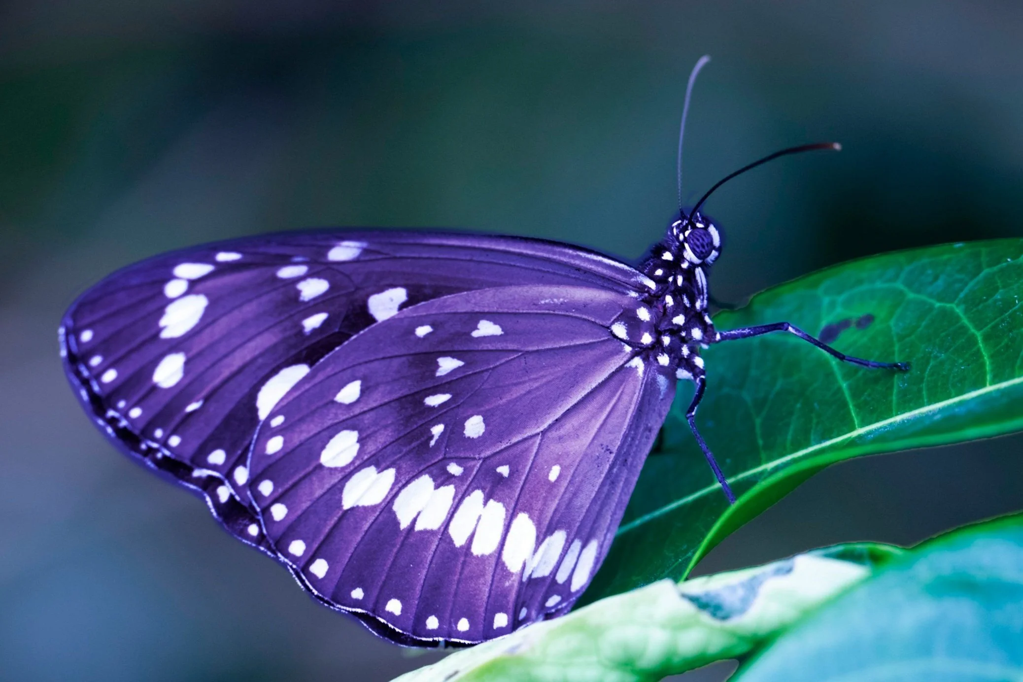 Close-up of a purple butterfly with white spots resting on a green leaf.