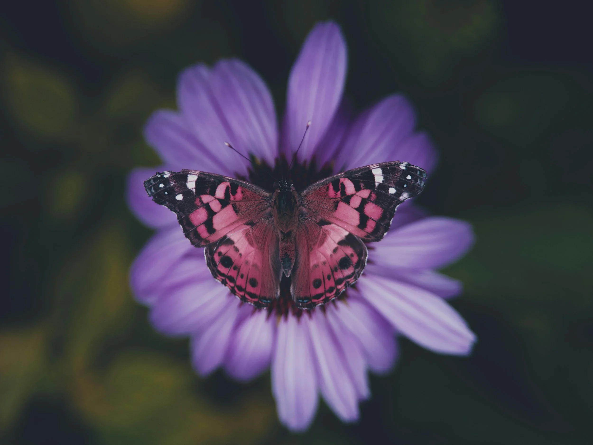 A pink and black butterfly perched on a purple flower with a dark blurred background.
