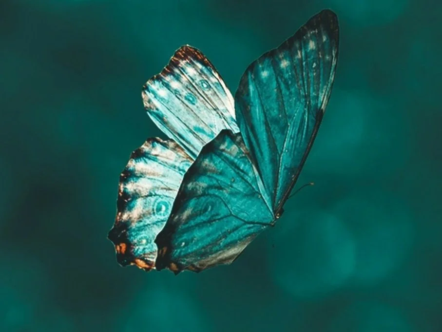 A close-up of a blue butterfly with detailed wings against a teal background.