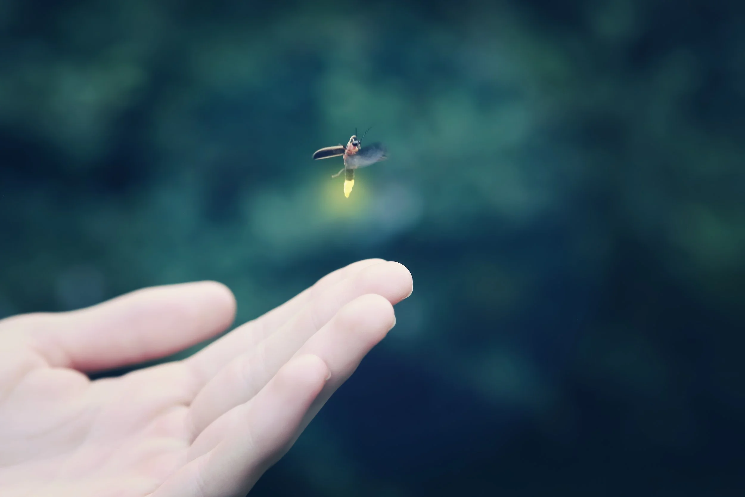 A human hand with pale skin extending toward a glowing firefly in mid-air against a dark, blurred background.