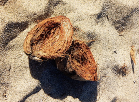 Two coconuts on sandy beach.