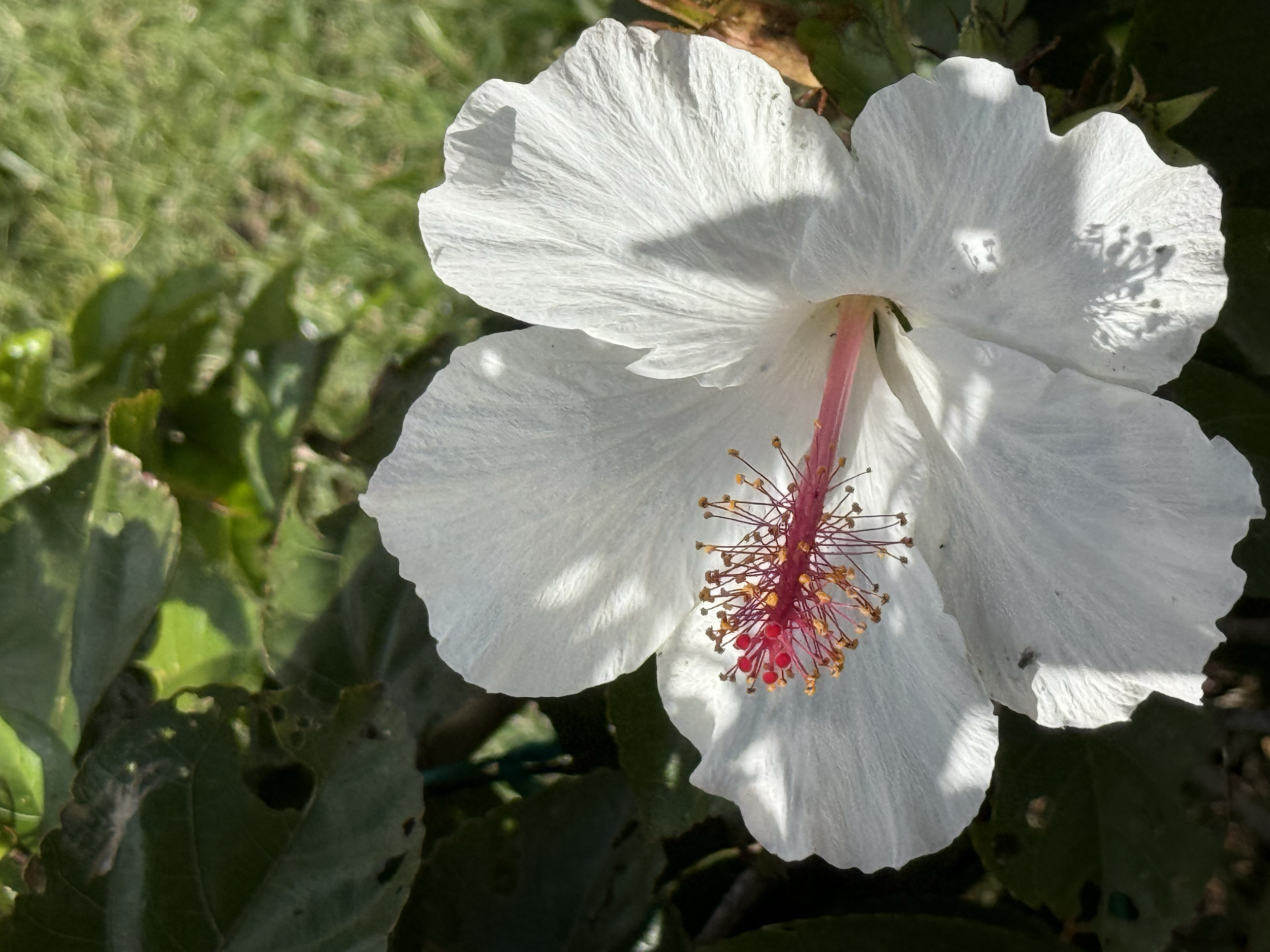 Close-up of a white flower with a pink central stamen, surrounded by green leaves.