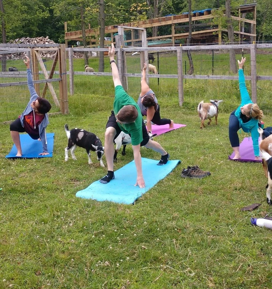 Yoga with Goats
