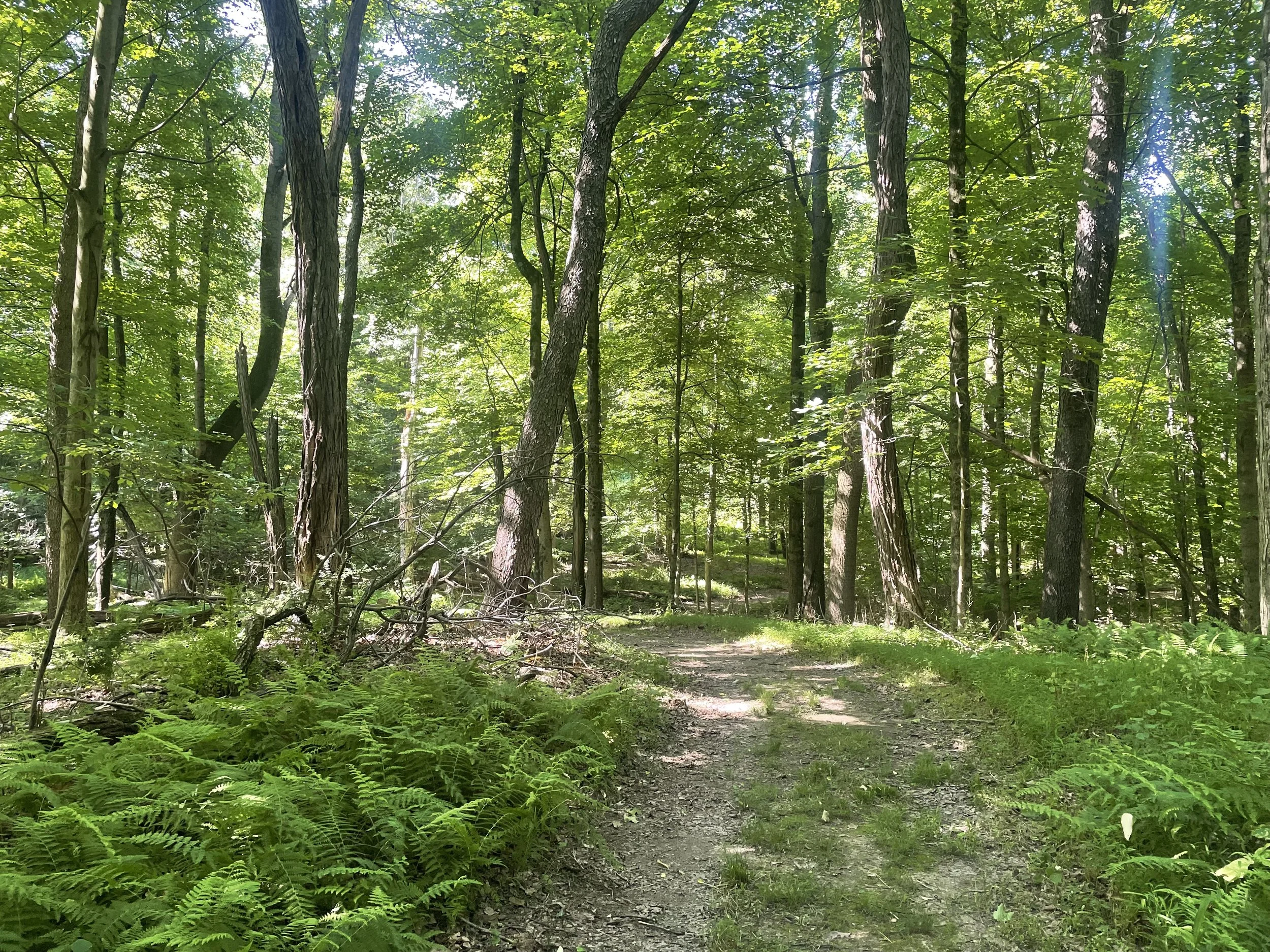 Invasive Species Volunteer Committee Meet Up
