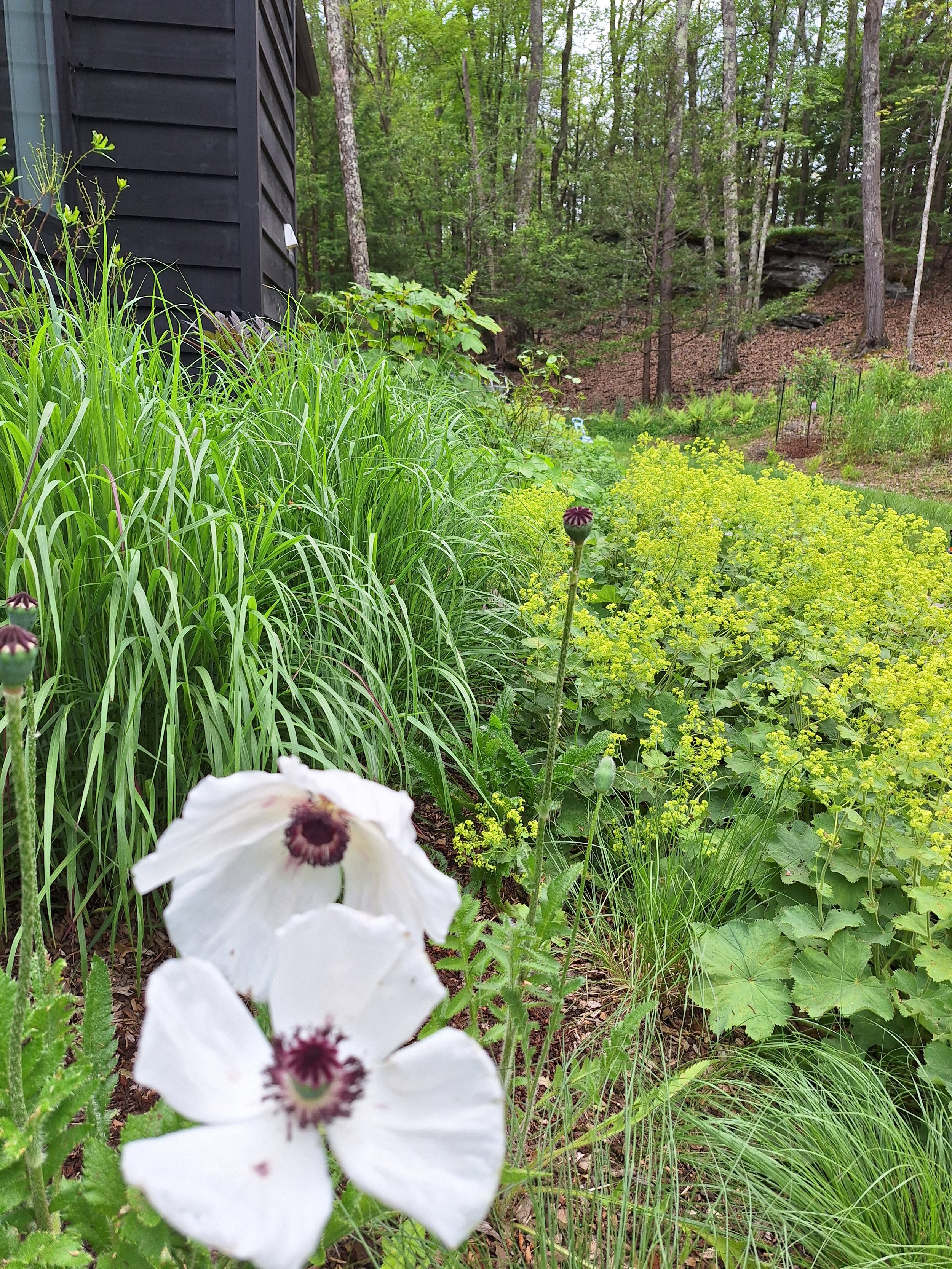 garden 11.jpg