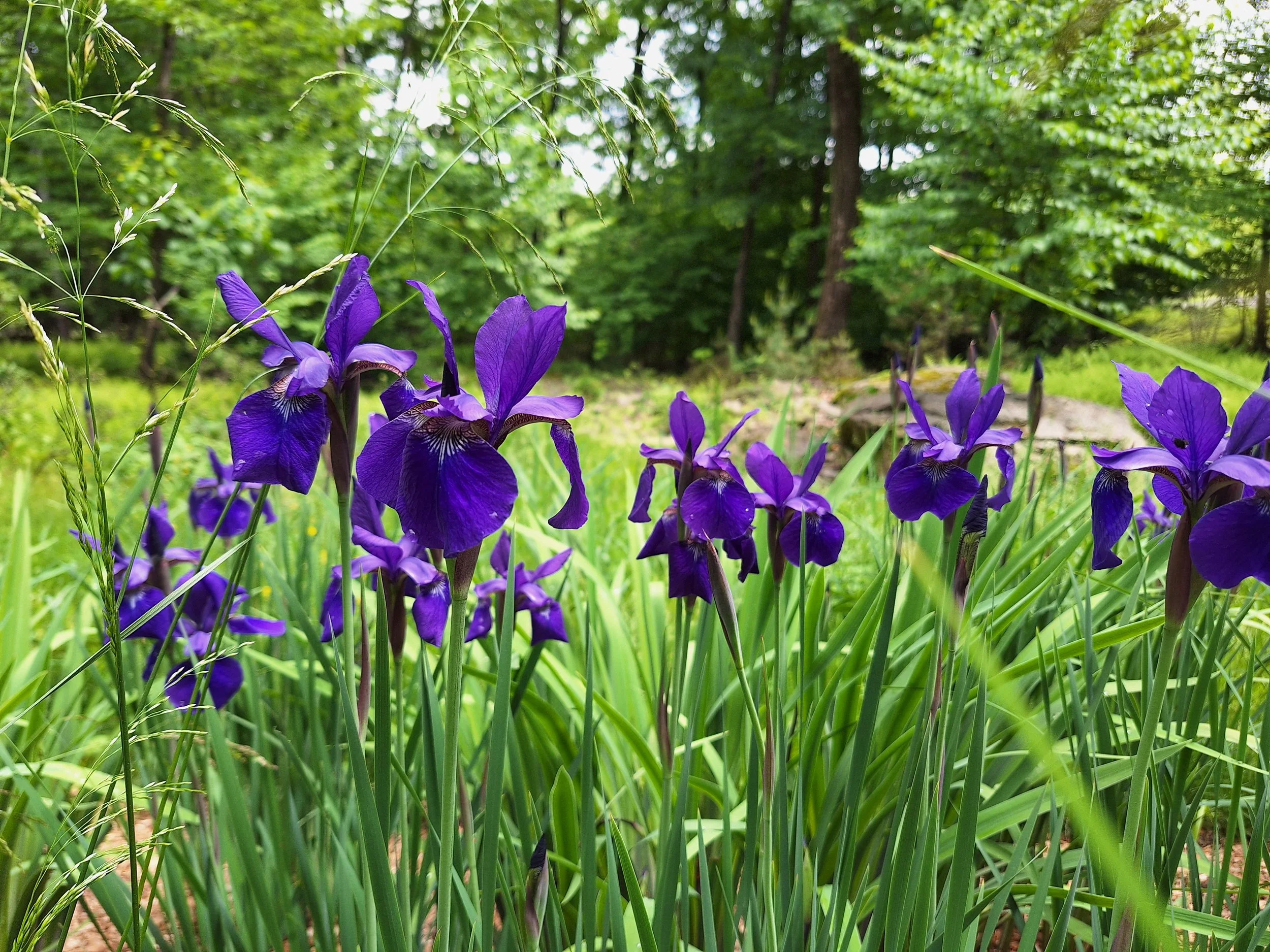 garden 22.5.jpg