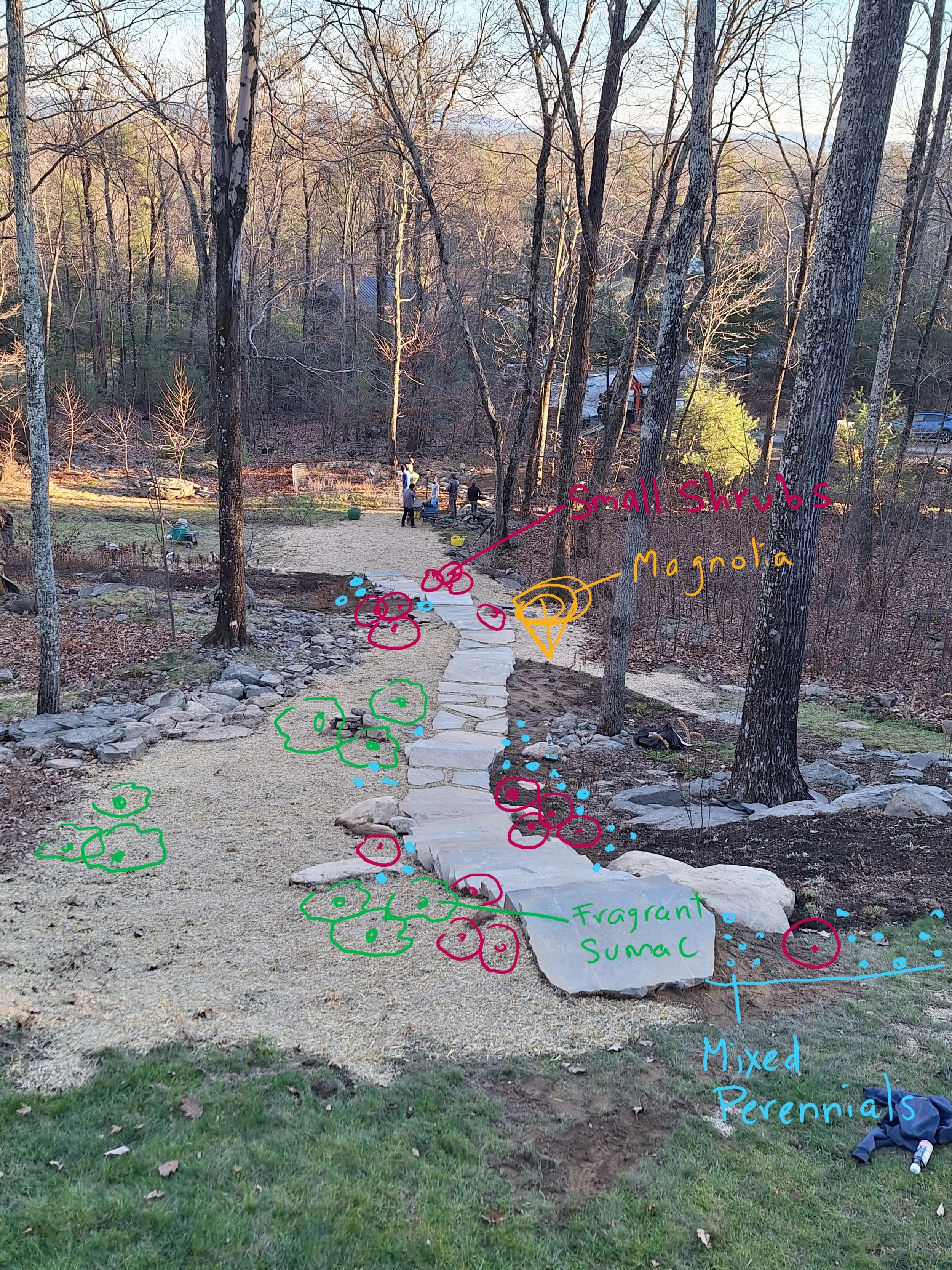 Salve steps planting.jpg