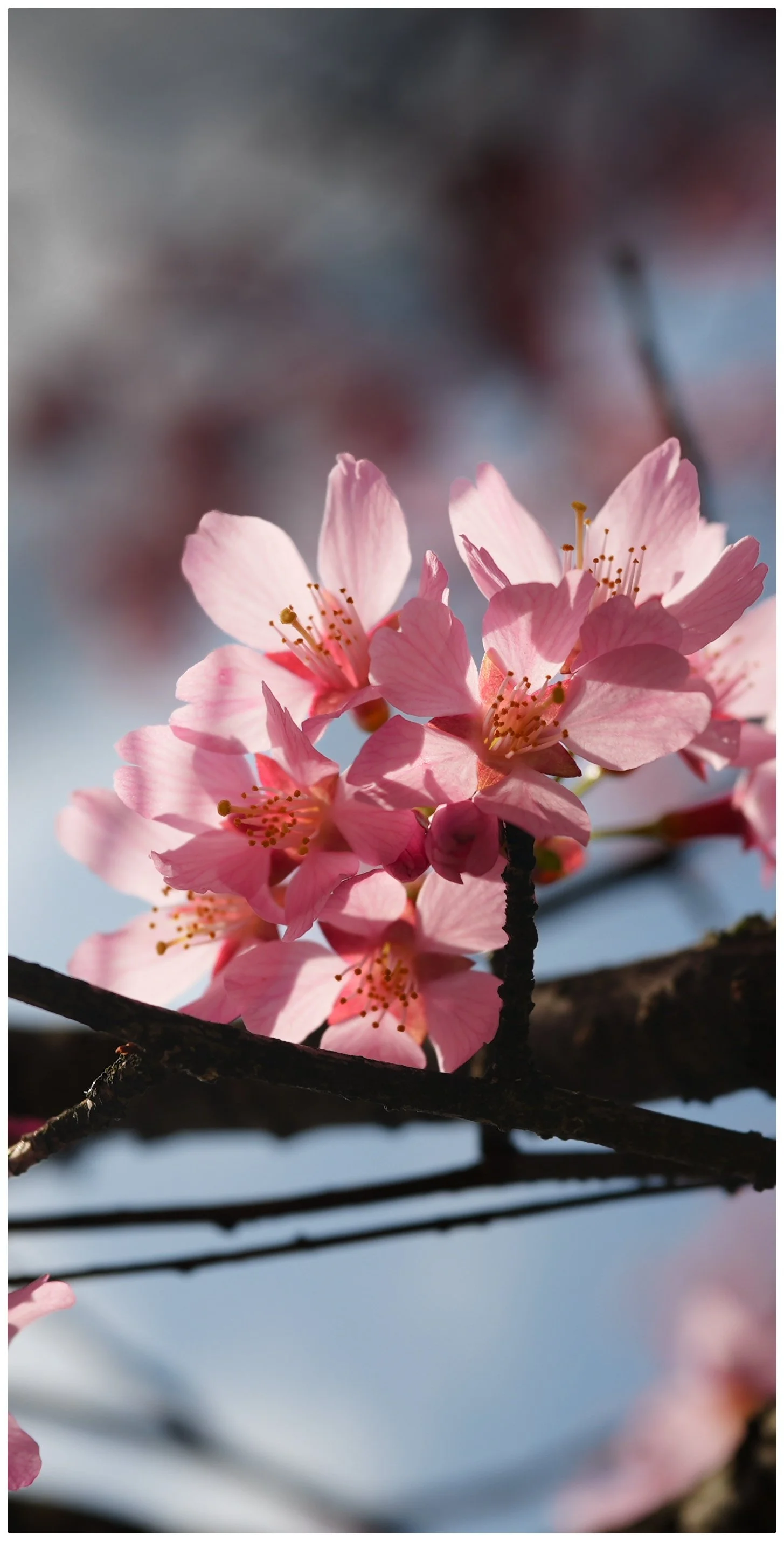 Close-up of pink cherry blossoms at Branch Brook Park in New Jersey with a soft-focus background.