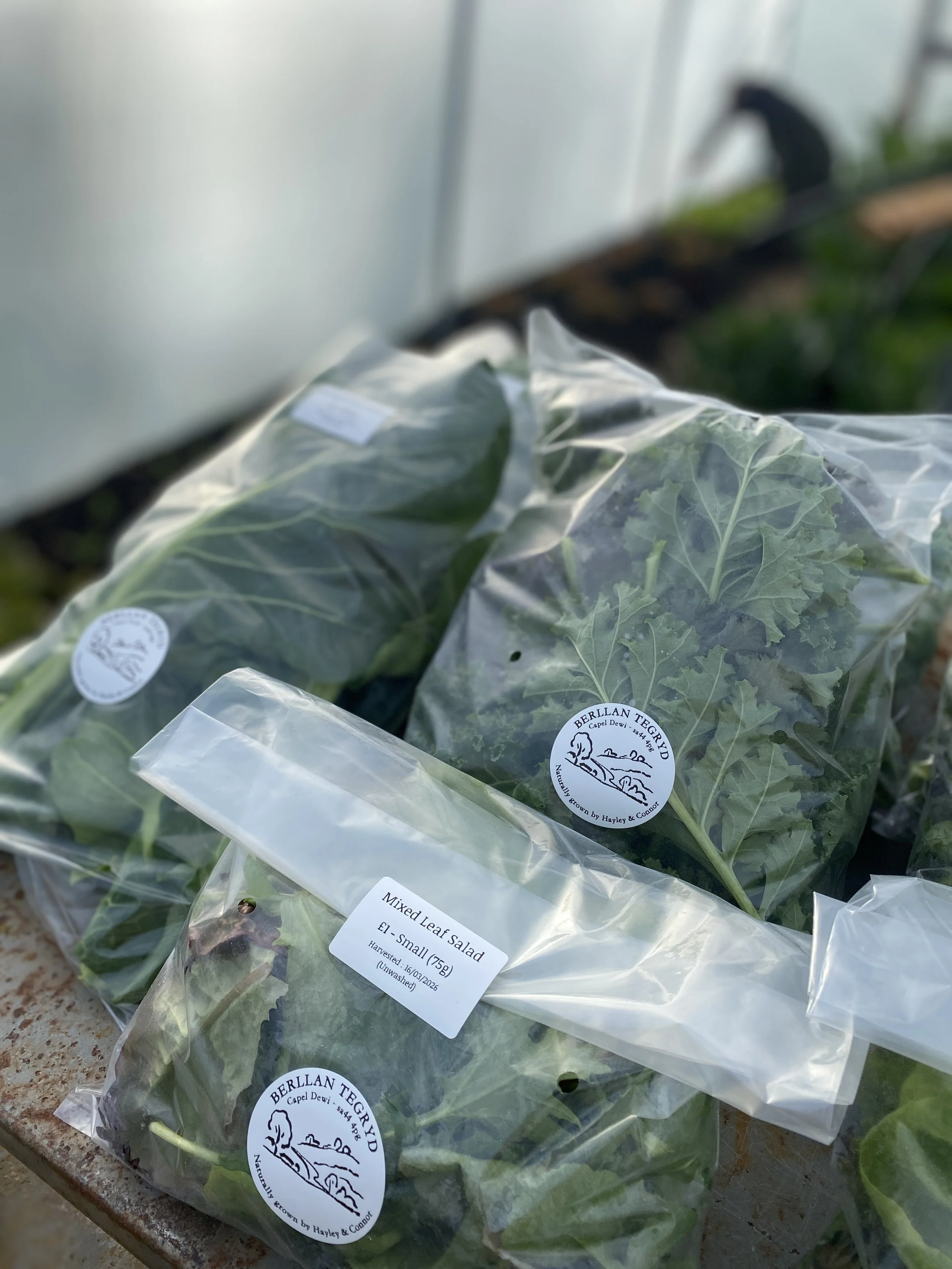 Local seasonal veg - spray free and naturally grown by our very own volunteers Hayley & Connor at Berllan Tegryd.