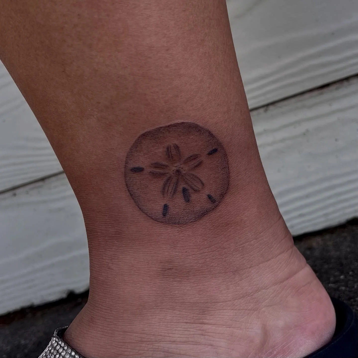 sand dollar 🌟 🌊