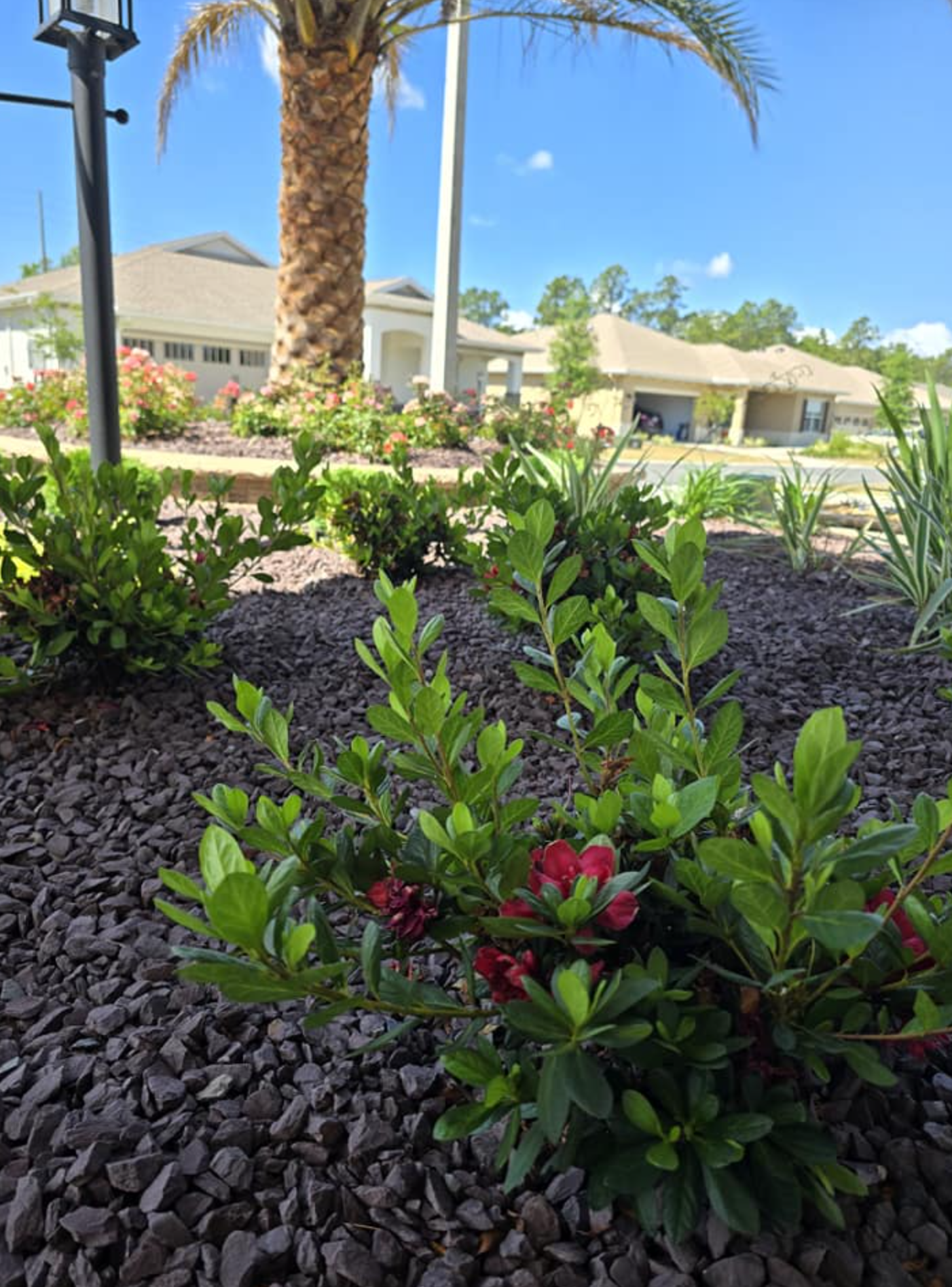 Why Encore Azaleas Are Perfect for Ocala Gardens