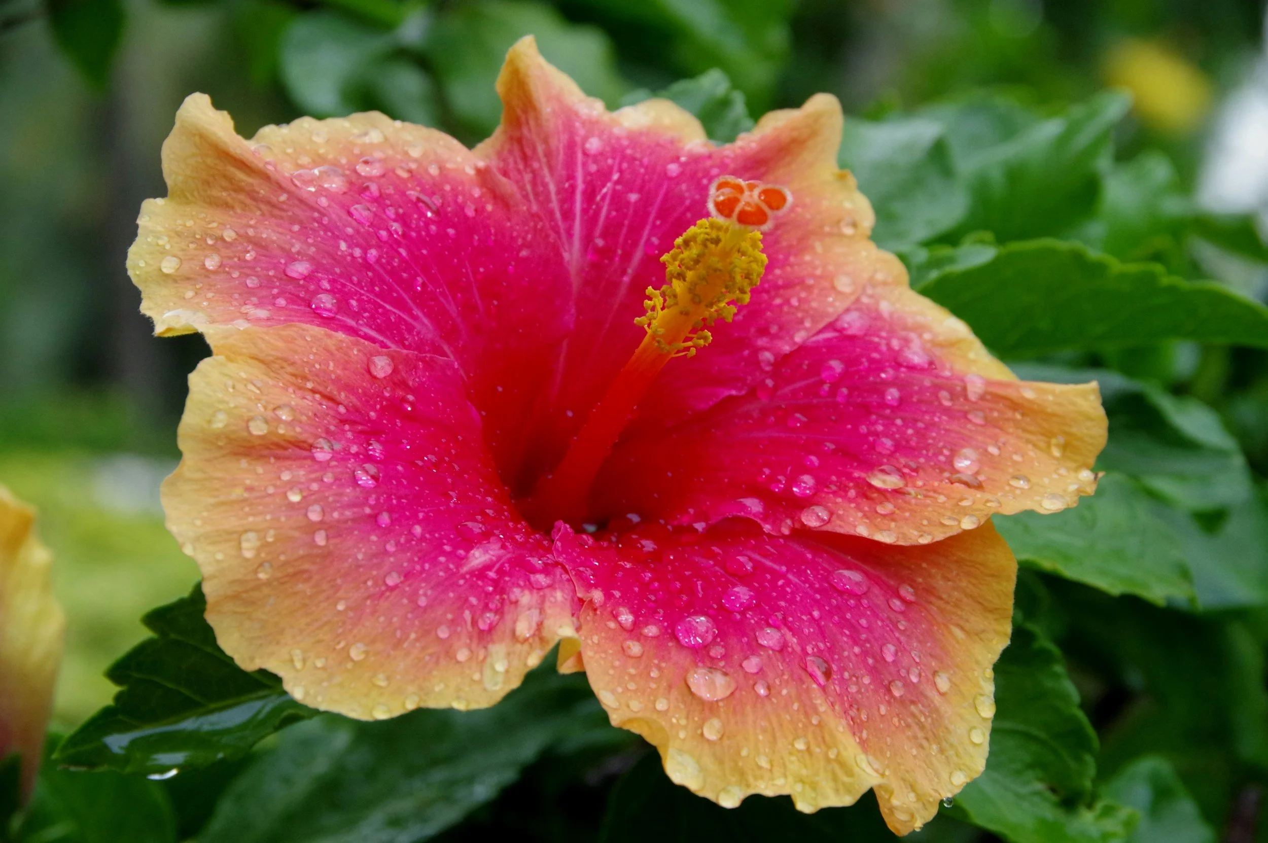 Colorful Plants Selected For Ocala