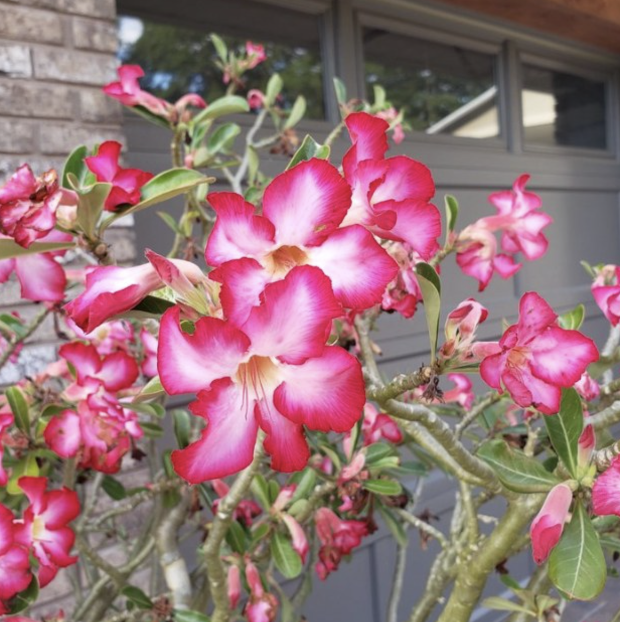 Best Times to Fertilize Your Plants in Ocala