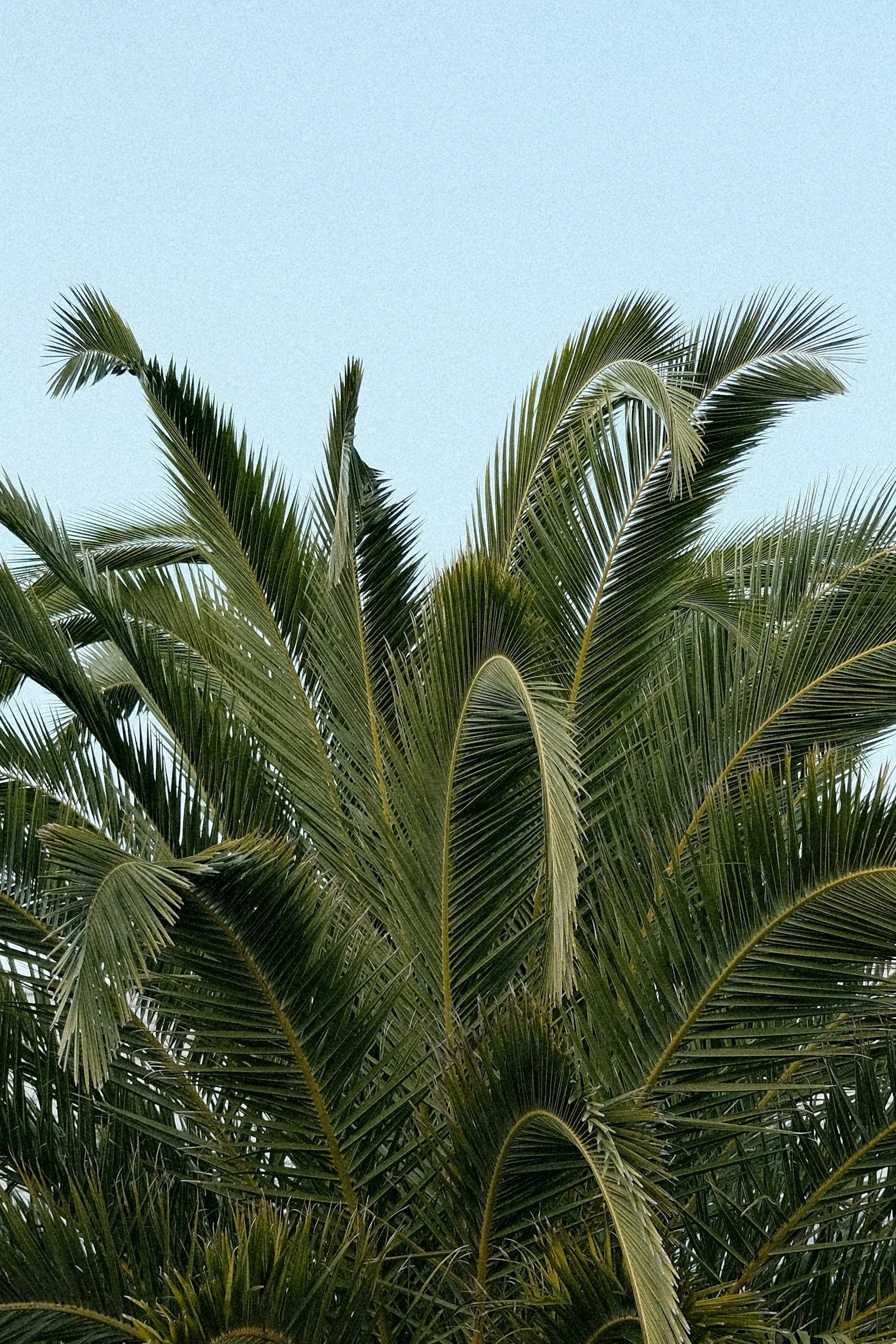 A Practical Blog on Wrapping and Covering Trees in Ocala, Florida