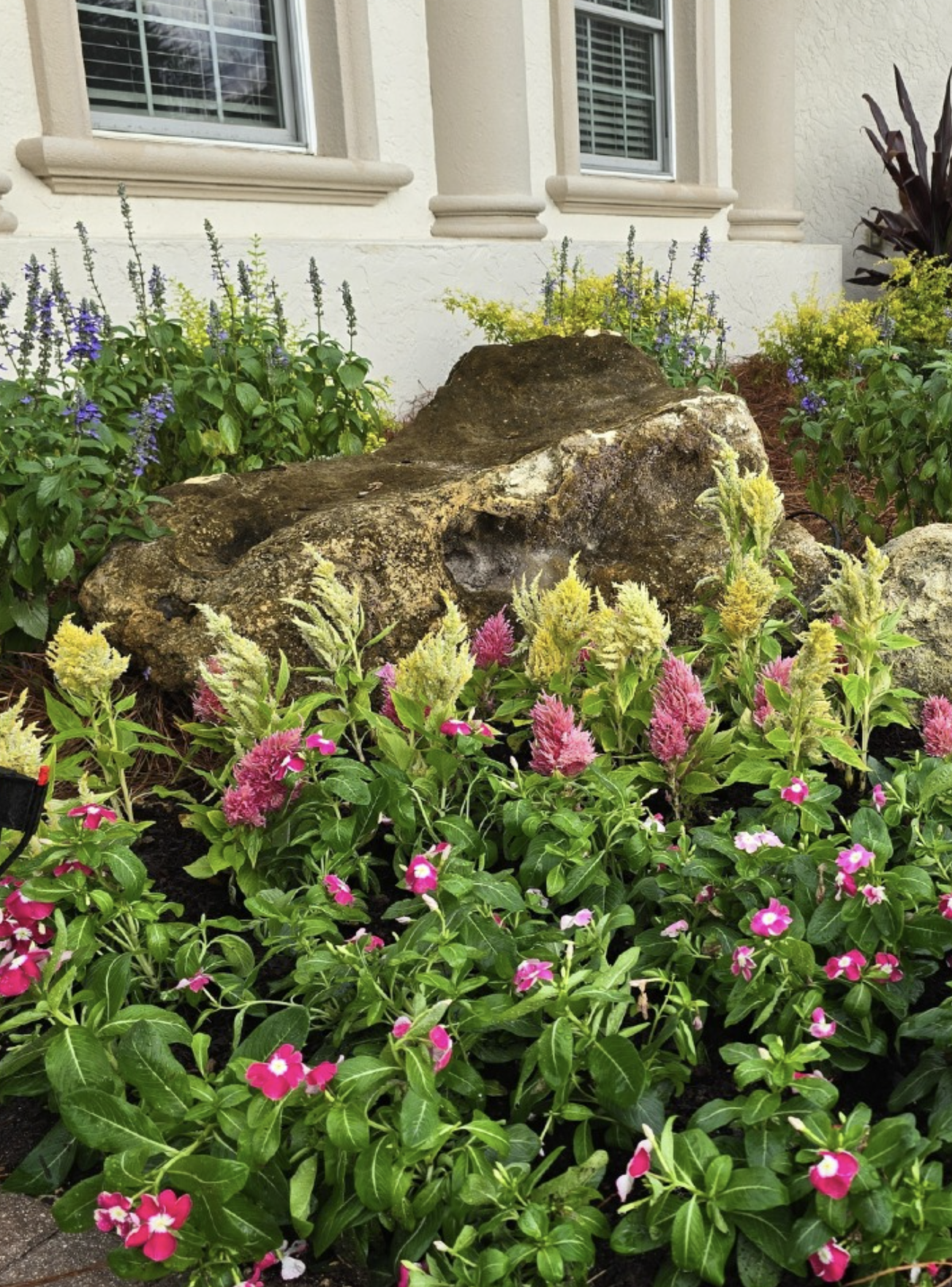 Best Winter Annuals Ocala, Florida