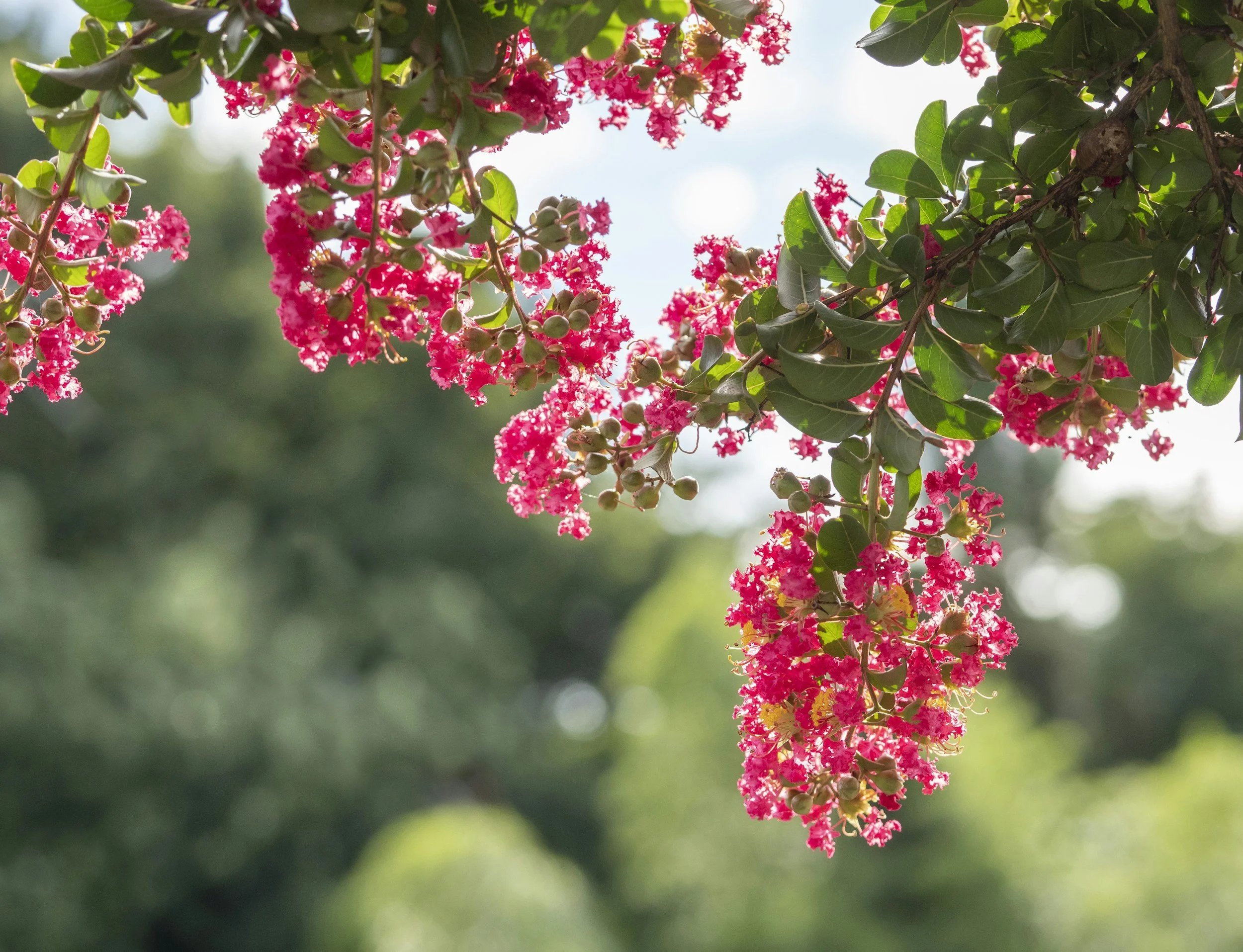 How to Properly Trim Crape Myrtles in Ocala, Florida