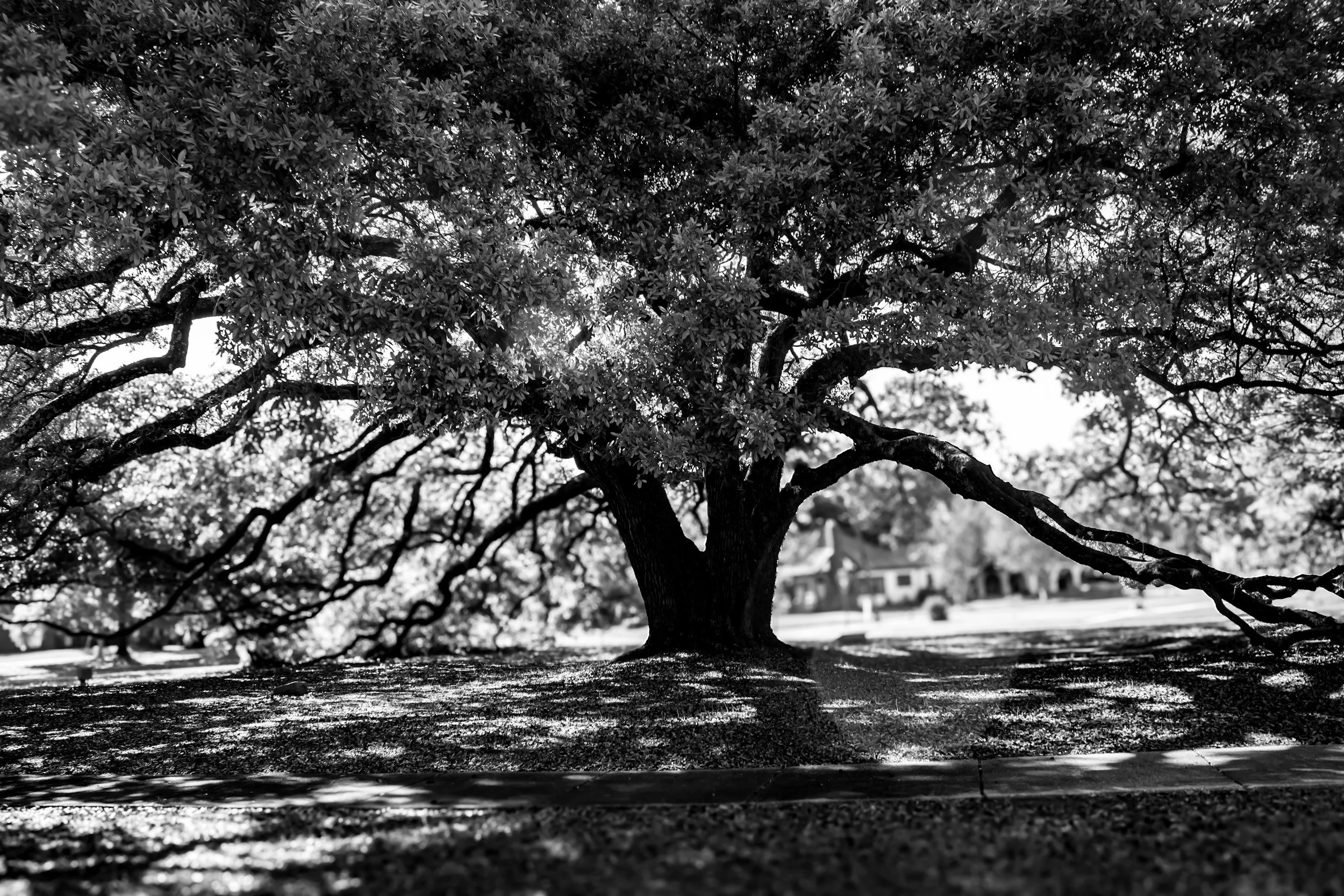 Discover Ocala and Nearby Stunning Native Inspired Landscapes: Inspiration for Your Own Outdoor Space