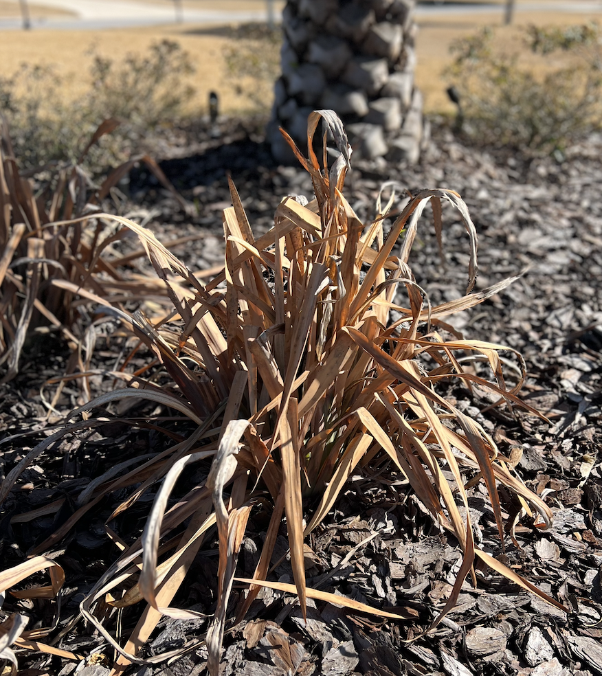 A Blog Of Common Mistakes When Caring For Plants In Ocala, Florida