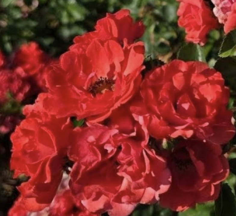 How To Get Your Roses Spring Ready