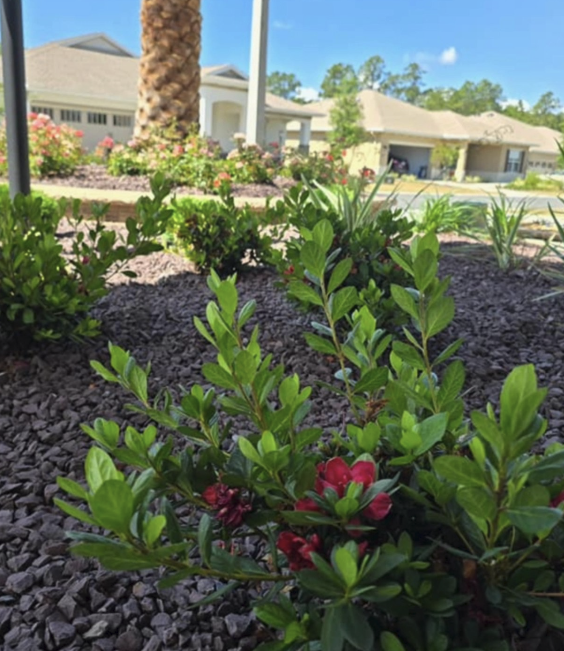 How and When to Get Your Encore Azaleas Ready for Optimal Spring Blooms in Ocala, FL