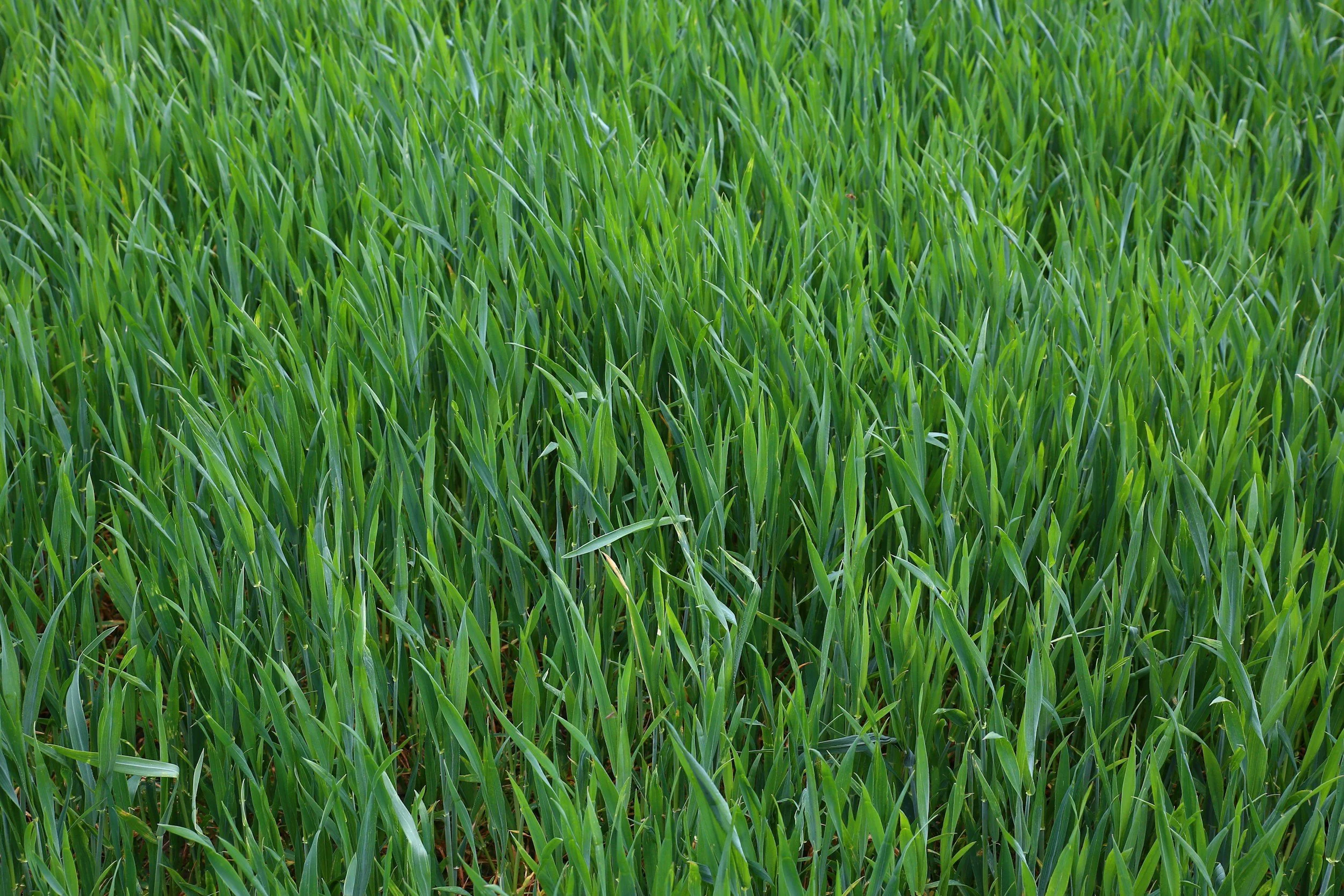 Quick Blog On Spring Irrigation Schedule Adjustments for Plants &amp; Sod in Ocala, Florida