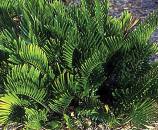 Xeriscaping in Ocala: Creating Beautiful, Drought-Tolerant Landscapes