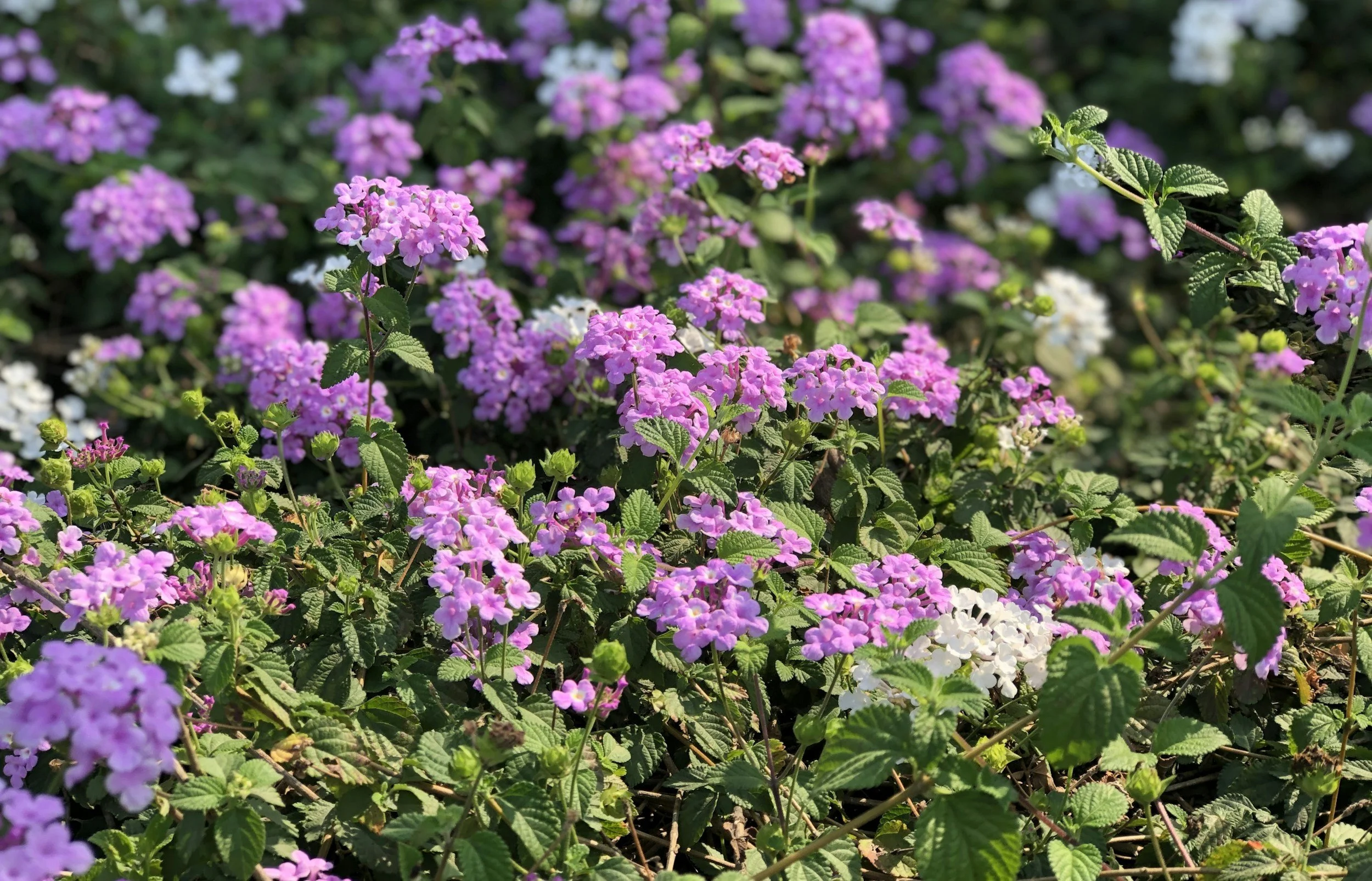 Low Maintenance Ground Cover Plants for USDA Zone 9a in Ocala, Florida