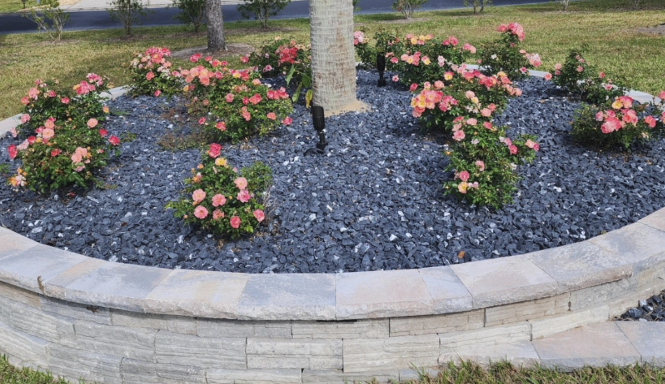 Soaking Up the Florida Sun: A Blog on Best Full Sun Plants