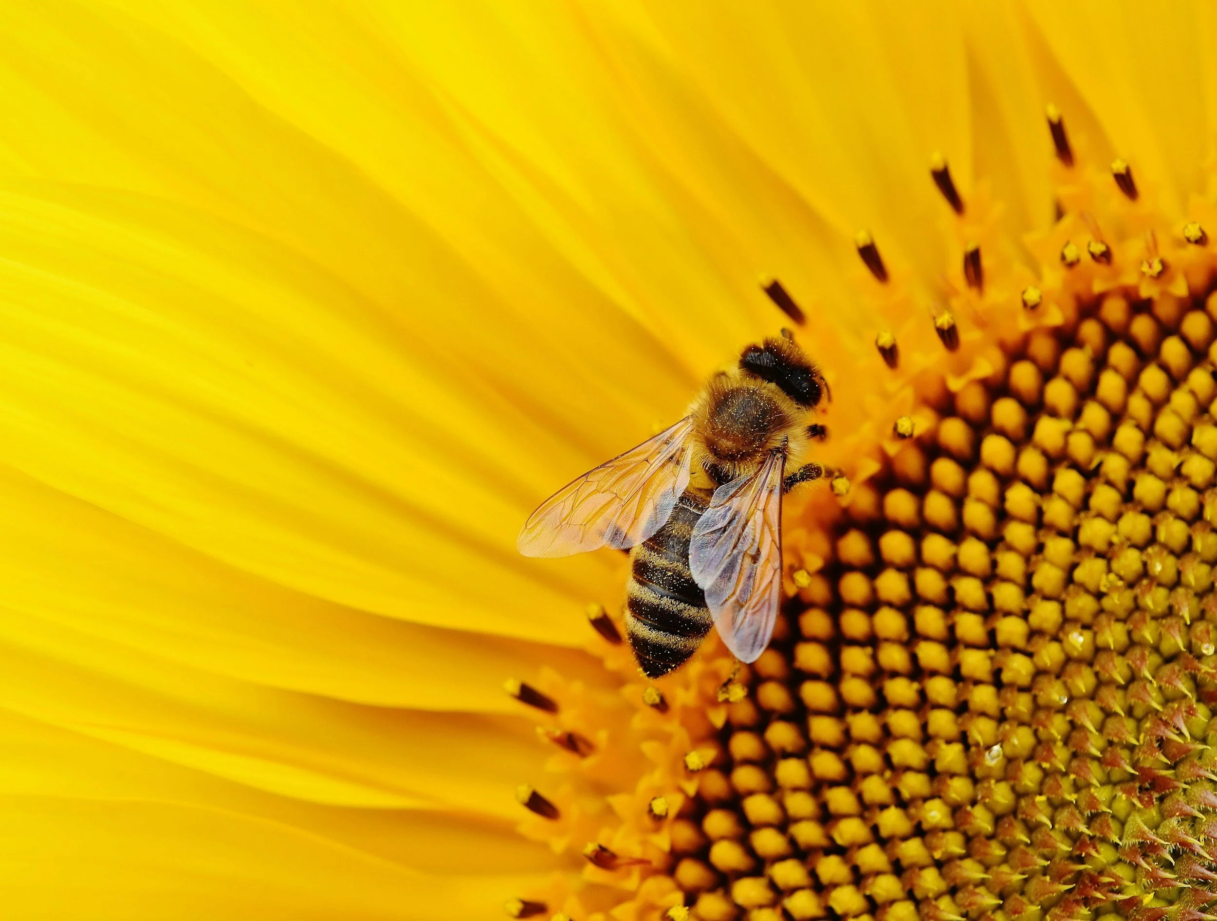 Why Pollinators Are Essential to Ocala, Florida, and What You Can Do to Help